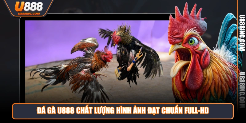 Đá Gà U888 chất lượng hình ảnh đạt chuẩn Full-HD