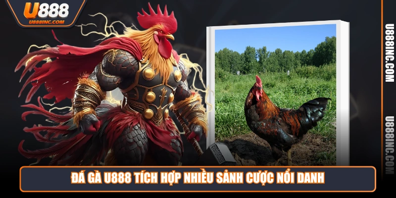 Đá Gà U888 tích hợp nhiều sảnh cược nổi danh