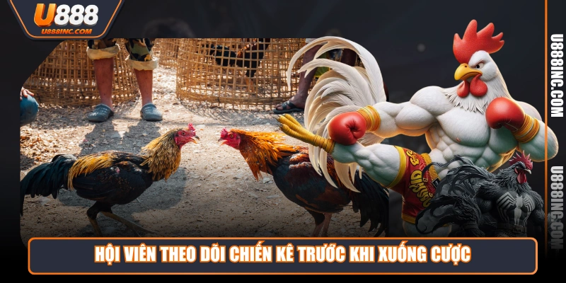 hoi vien theo doi chien ke truoc khi xuong cuoc Hội viên theo dõi chiến kê trước khi xuống cược